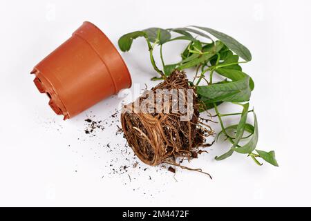Umtopfung von Pflanzen mit Wurzeln im Boden in Form von Blumentopf einer exotischen Pothos-Hauspflanze Stockfoto