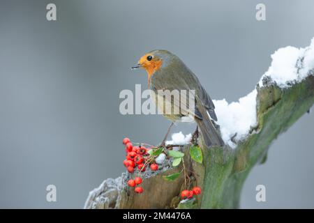 Nahaufnahme eines Robin Redbreast in der Mitte des Winters, hoch oben auf einem verschneiten Baumstamm mit roten Beeren. Nach links. Wissenschaftliche Bezeichnung: Erithacus rubecula. Sauberes Bac Stockfoto