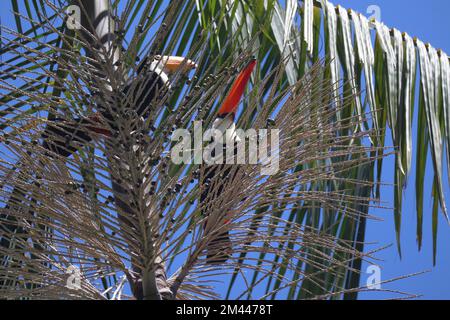 Ramphastos toco, oder Toucans, auf einer Jussara Palm, Euterpe Edulis, in Brasilien. Stockfoto