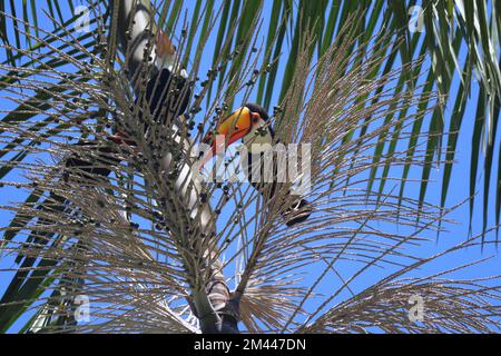 Ramphastos toco, oder Toucans, auf einer Jussara Palm, Euterpe Edulis, in Brasilien. Stockfoto