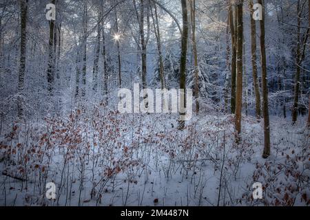 DE - BAYERN: Winterliche Szene im Farchet-Wald in Bad Toelz, Oberbayern Stockfoto