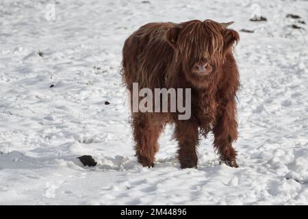 Im Winter auf schneebedeckten Feldern auf dem Hof stehendes Kalb von Hochlandrindern Stockfoto