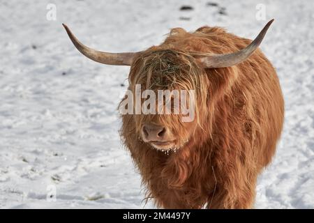 Männliche, gehörnte Highland-Kuh, die während des sonnigen Wintertags auf einem schneebedeckten Feld steht Stockfoto