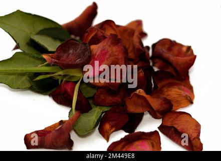 Eine einzelne getrocknete und verwelkte Blume Rose mit Blüten isoliert auf weißem Hintergrund, Konzept von Depression, Traurigkeit, Altern, Tod, Verwundbar, aba Stockfoto