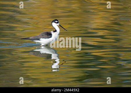 Schwarzhalsstiel (Himantopus mexicanus) und Reflexion im Teich Stockfoto