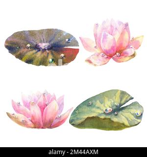 Botanisches Aquarell-Set aus Wasserlilien mit Tautropfen auf weißem Hintergrund, Blumenklipart. Stockfoto