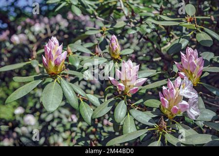 Rosa Rhododendron-Knospen in einem Garten Stockfoto