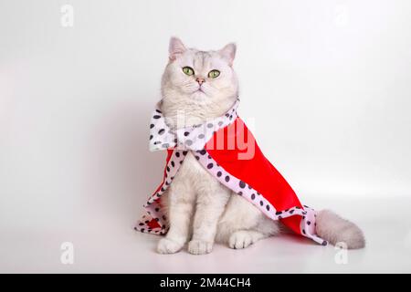 Eine schöne weiße Katze in rotem Mantel, auf weißem Hintergrund Stockfoto