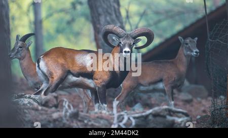 Wildtierschutz, wildes Zypernmouflon in einem Nationalreservat in den Troodos-Bergen Stockfoto