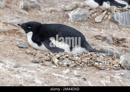 Antarktis, Vega-Insel, auch bekannt als Teufelsinsel. Nistkolonie von Adelie-Pinguinen (WILD: Pygoscelis adeliae) Pinguin auf einem Steinnest. Stockfoto