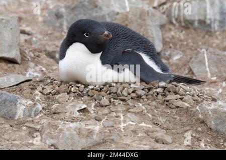 Antarktis, Vega-Insel, auch bekannt als Teufelsinsel. Nistkolonie von Adelie-Pinguinen (WILD: Pygoscelis adeliae) Pinguin auf einem Steinnest. Stockfoto