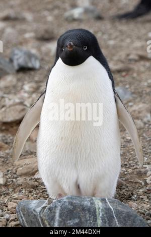 Antarktis, Vega-Insel, auch bekannt als Teufelsinsel. Nistkolonie von Adelie-Pinguin (WILD: Pygoscelis adeliae) Stockfoto
