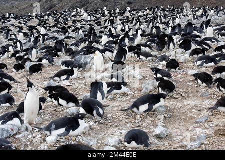 Antarktis, Vega-Insel, auch bekannt als Teufelsinsel. Überfüllte Nistkolonie der Adelie-Pinguine (WILD: Pygoscelis adeliae) Stockfoto