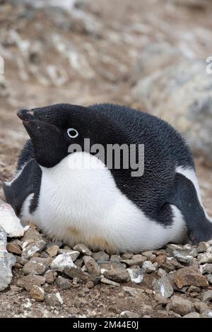 Antarktis, Vega-Insel, auch bekannt als Teufelsinsel. Nistkolonie von Adelie-Pinguinen (WILD: Pygoscelis adeliae) Pinguin auf einem Steinnest. Stockfoto