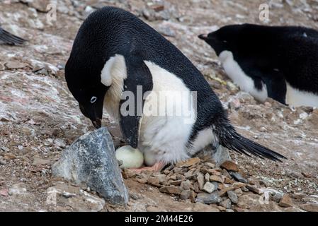 Antarktis, Vega-Insel, auch bekannt als Teufelsinsel. Nistkolonie von Adelie-Pinguinen (WILD: Pygoscelis adeliae) Pinguin auf Nest mit 2 Eiern. Stockfoto