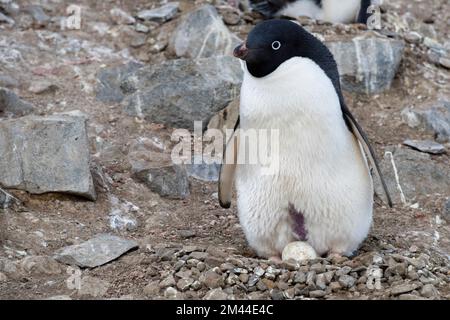 Antarktis, Vega-Insel, auch bekannt als Teufelsinsel. Nistkolonie von Adelie-Pinguinen (WILD: Pygoscelis adeliae) Pinguin auf einem Nest mit Eiern. Stockfoto