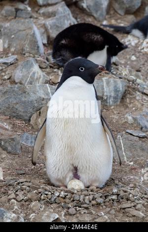 Antarktis, Vega-Insel, auch bekannt als Teufelsinsel. Nistkolonie von Adelie-Pinguinen (WILD: Pygoscelis adeliae) Pinguin auf einem Nest mit Eiern. Stockfoto