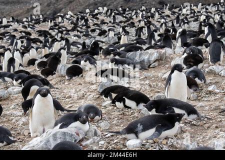Antarktis, Vega-Insel, auch bekannt als Teufelsinsel. Überfüllte Nistkolonie der Adelie-Pinguine (WILD: Pygoscelis adeliae) Stockfoto