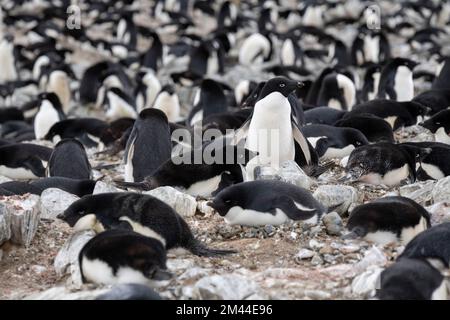 Antarktis, Vega-Insel, auch bekannt als Teufelsinsel. Überfüllte Nistkolonie der Adelie-Pinguine (WILD: Pygoscelis adeliae) Stockfoto