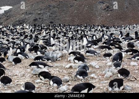 Antarktis, Vega-Insel, auch bekannt als Teufelsinsel. Überfüllte Nistkolonie der Adelie-Pinguine (WILD: Pygoscelis adeliae) Stockfoto