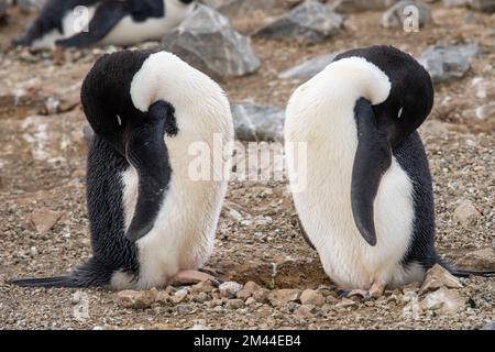 Antarktis, Vega-Insel, auch bekannt als Teufelsinsel. Nistkolonie der Adelie-Pinguine (WILD: Pygoscelis adeliae) Stockfoto