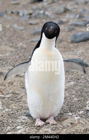 Antarktis, Vega-Insel, auch bekannt als Teufelsinsel. Nistkolonie von Adelie-Pinguin (WILD: Pygoscelis adeliae) Stockfoto
