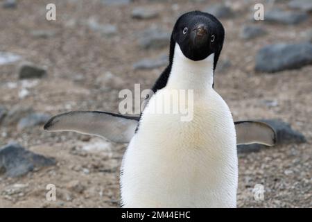 Antarktis, Vega-Insel, auch bekannt als Teufelsinsel. Nistkolonie von Adelie-Pinguin (WILD: Pygoscelis adeliae) Stockfoto