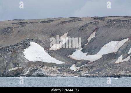 Antarktis, Gefahreninseln, Heroina-Insel. Die größte Pinguinkolonie der Adelie auf der antarktischen Halbinsel. Schätzungsweise 750.000 Zuchtpaare. Stockfoto