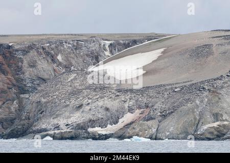 Antarktis, Gefahreninseln, Heroina-Insel. Die größte Pinguinkolonie der Adelie auf der antarktischen Halbinsel. Schätzungsweise 750.000 Zuchtpaare. Stockfoto