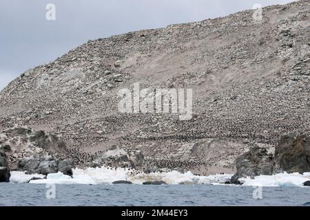 Antarktis, Gefahreninseln, Heroina-Insel. Die größte Pinguinkolonie der Adelie auf der antarktischen Halbinsel. Schätzungsweise 750.000 Zuchtpaare. Stockfoto