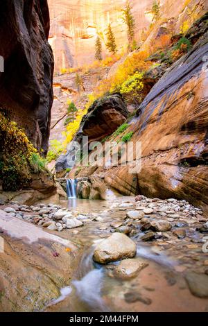 Verschleierte verliebt sich in Orderville Canyon Zion Nationalpark, Utah Stockfoto