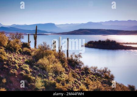 Die Sonora-Wüste verläuft bis an den Rand des Theodore Roosevelt Lake in Arizona. Stockfoto