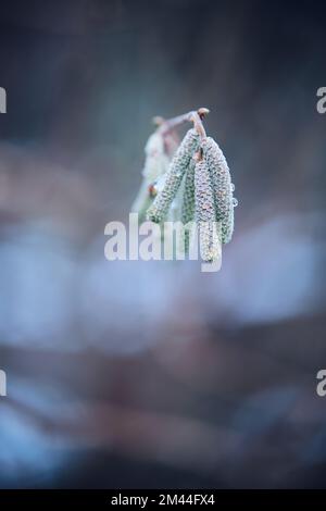 Junge Haselpollen isoliert. Hochwertiges Foto Stockfoto
