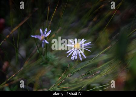 Zwei lila Blumen, wie Gänseblümchen, die aus weissem, wildem Gras auf einem Feld an der kanadischen Ostküste wachsen. Stockfoto