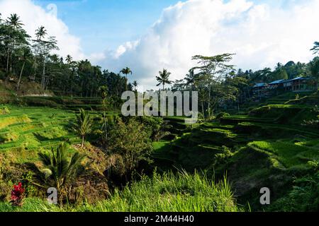 Panoramablick auf einen sonnigen Tag auf der Tegalalang Reisterrasse in Ubud, Bali, Indonesien. Stockfoto