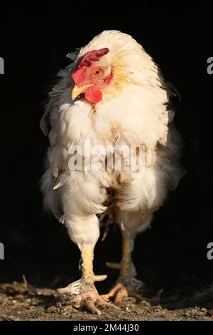 Weiße Henne, die in direktem Sonnenlicht vor schwarzem Hintergrund steht, in vertikaler Form Stockfoto