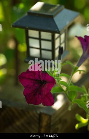 Leuchtende bunte Blüten von Surfinien oder blühenden Petunien hängen im Sommer. Hintergrund einer Gruppe blühender Surfinia petunias. Farbenfrohe dekorative Fliesen Stockfoto