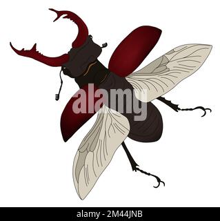 Hirschkäfer (Lucanus cervus), realistische Illustration männlich mit offenen Flügeln, gekürzt Stockfoto