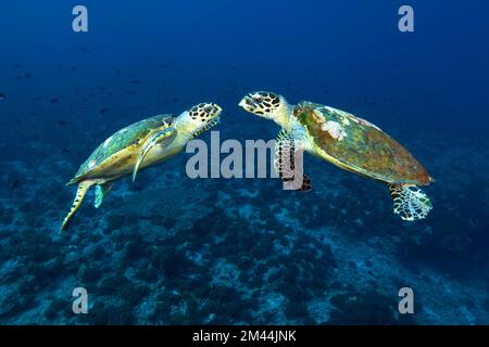 Zwei männliche Schildkröten haben Seeschildkröten (Eretmochelys imbricata) mit bedrohlichen Gestenschlachten um Territorium, Indischen Ozean, Malediven Stockfoto