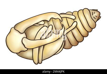 Hirschkäfer (Lucanus cervus), realistische Illustration männlich im Pupa-Stadium, gekürzt Stockfoto