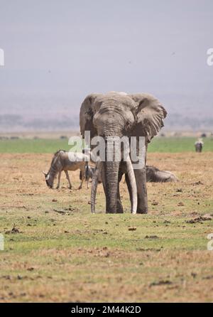 Afrikanischer Elefant (Loxodonta africana), ein großer Mann, genannt Michael vom Amboseli Trust for Elephants, genießt ein Staubbad während einer langen Dürre Stockfoto