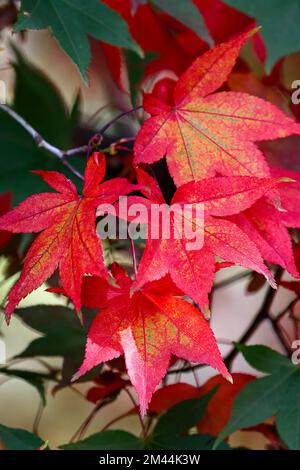 Fächerapel-Zierpflanze Osakazuki (Acer palmatum Osakazuki) Blätter in Herbstfarbe, Deutschland Stockfoto