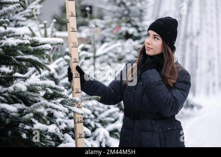 Porträt einer eleganten Frau kauft einen Weihnachtsbaum. Eine Frau in einem schwarzen Strickpullover. Eine schöne Dame wählt Tannenbaum und misst mit einem Holz Stockfoto