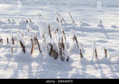 Ein weißes, schneebedecktes Stück Ackerland im Winter an einem sonnigen Tag Stockfoto