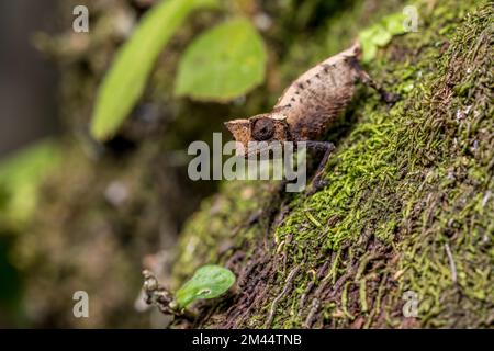 Marojejy leaf chameleon (Brookesia griveaudi), Marojejy National Park, Madagascar Stock Photo