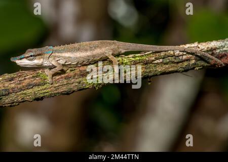 Uetz Vetchling Chameleon (Calumma uetzi), Marojejy Nationalpark, Madagaskar Stockfoto