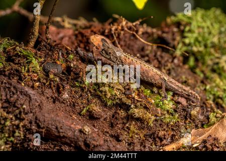 Marojejy Earth Chameleon (Brookesia betschi), Marojejy National Park, Madagaskar Stockfoto