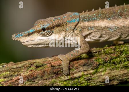 Uetz Vetchling Chameleon (Calumma uetzi), Marojejy Nationalpark, Madagaskar Stockfoto