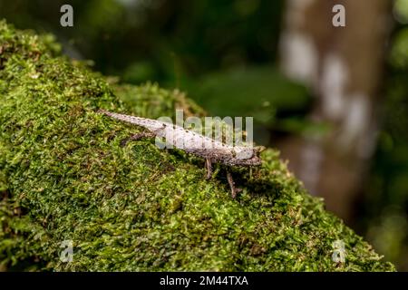 Marojejy Earth Chameleon (Brookesia betschi), Marojejy National Park, Madagaskar Stockfoto