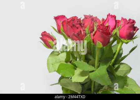 Rote Rosen. Einfacher Strauß mit roten Rosen auf weißem Hintergrund. Speicherplatz kopieren Stockfoto